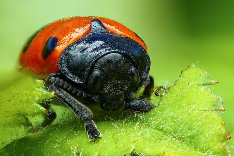 макро, природа, животное, растение, цвет, фото, оранжевый, жук, лист Спрятался фото превью