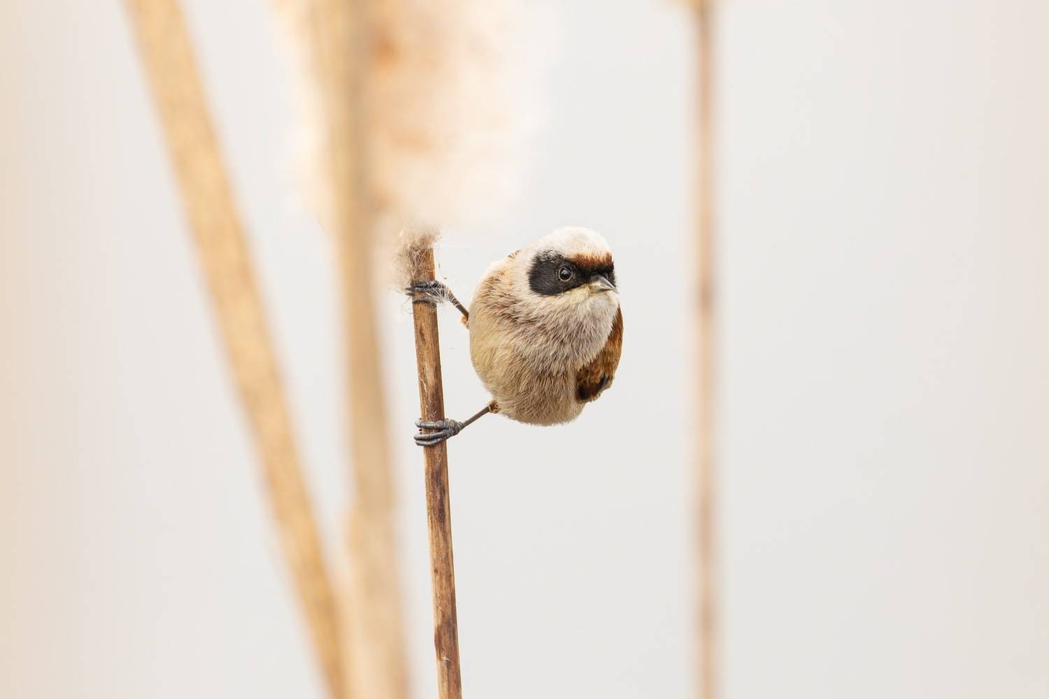ремез, обыкновенный ремез, птицы, penduline tit, birds, Ruslan Pl