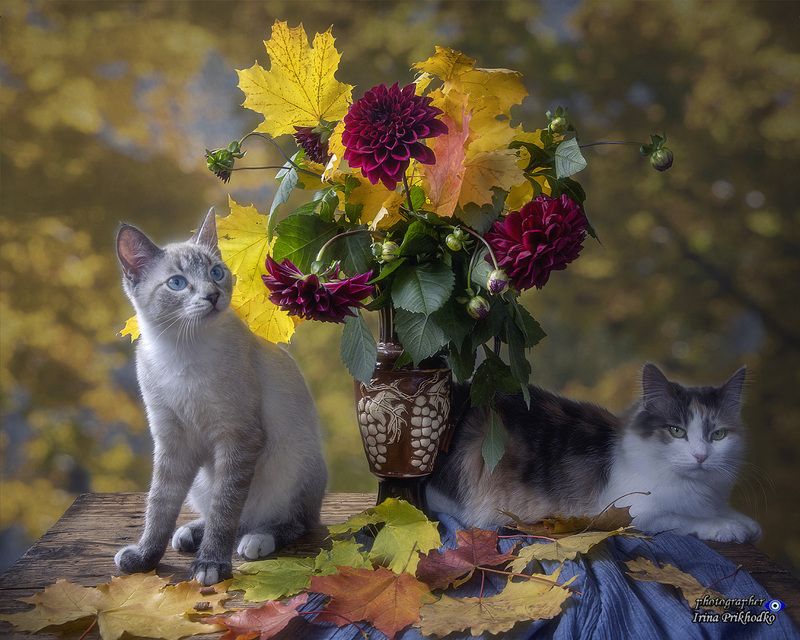 Подарок для мамы фото превью