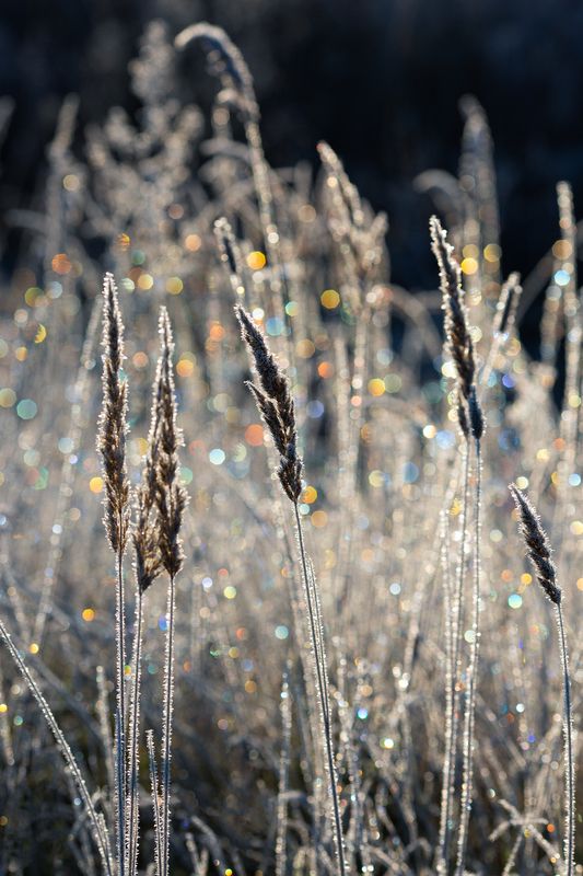 Волшебство хрустального утра фото превью