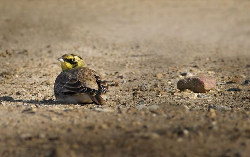 Рогатый жаворонок / Eremophila alpestris / Horned lark фото превью