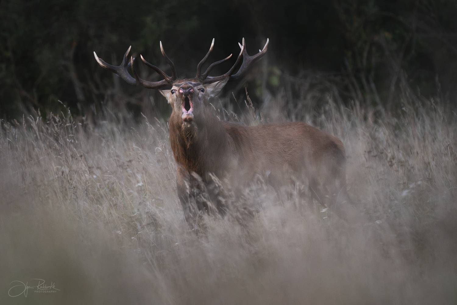 олень, беларусь, гон, deer, rut, осенний гон, красный бор, олени, осень, рассвет, red deer, туман, беларусь, красный бор, Рудченко Ольга