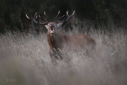 Голос ветра