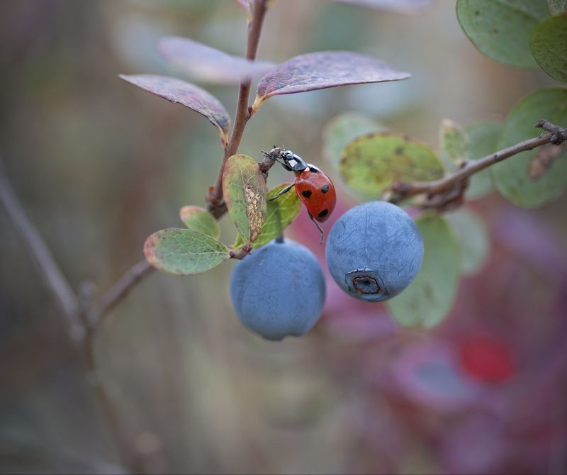 Голубика фото превью