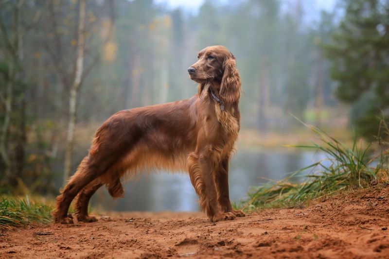 ..... фото превью