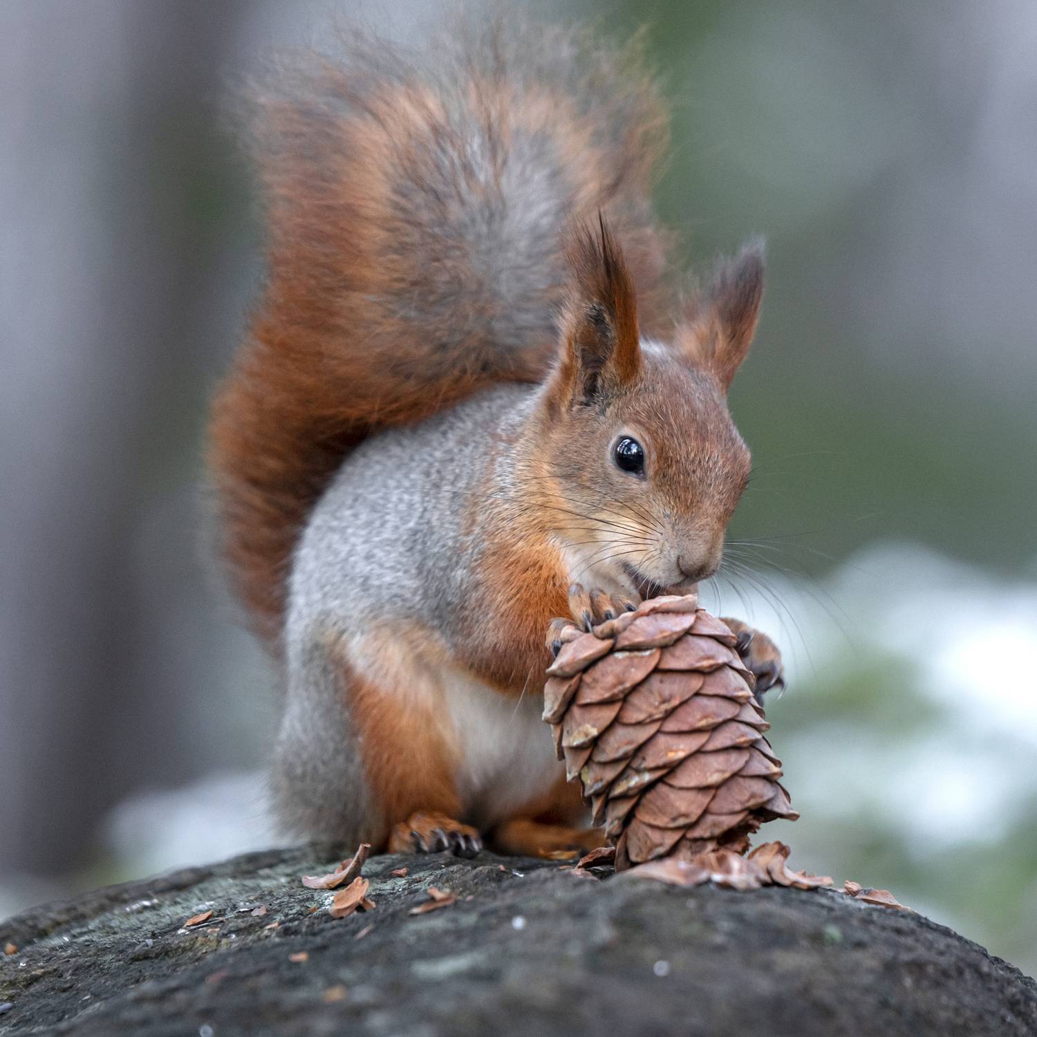 , Ермохина Наталья