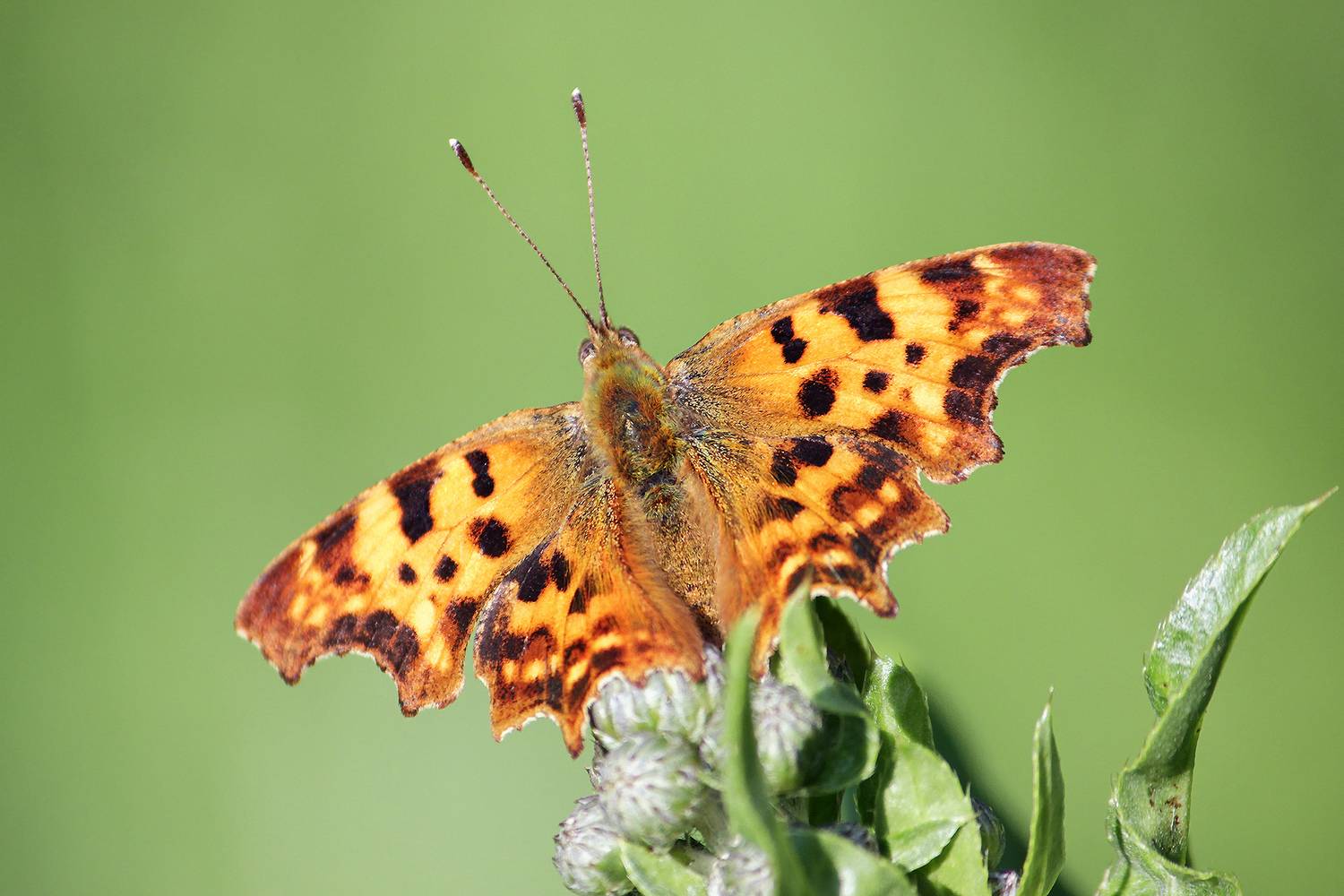 бабочка, углокрыльница c-белое, углокрыльница с-белое, углокрыльница ц-белое, polygonia c-album, КарОл