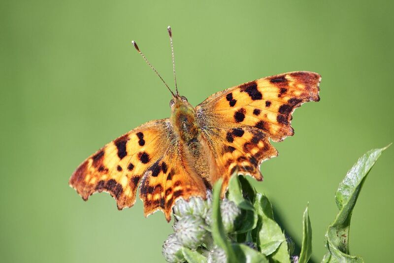 Углокрыльница c-белое фото превью