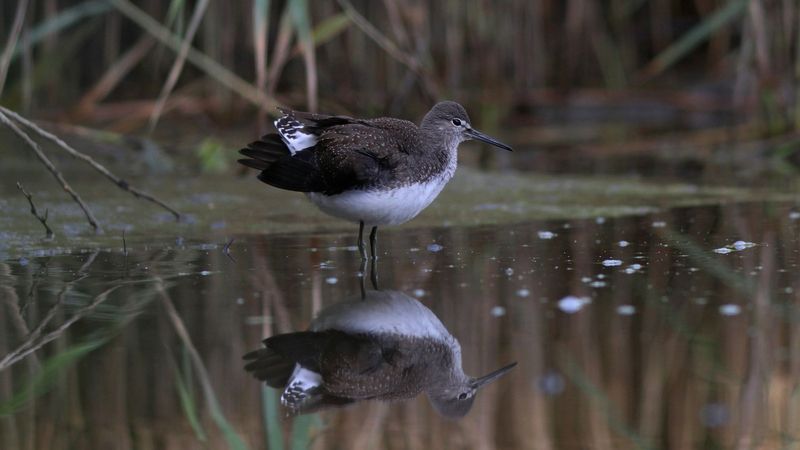 черныш, кулик, tringa oshropus, tringa, green sandpipier, sandpiper, куршская коса, куршский залив Черныш фото превью