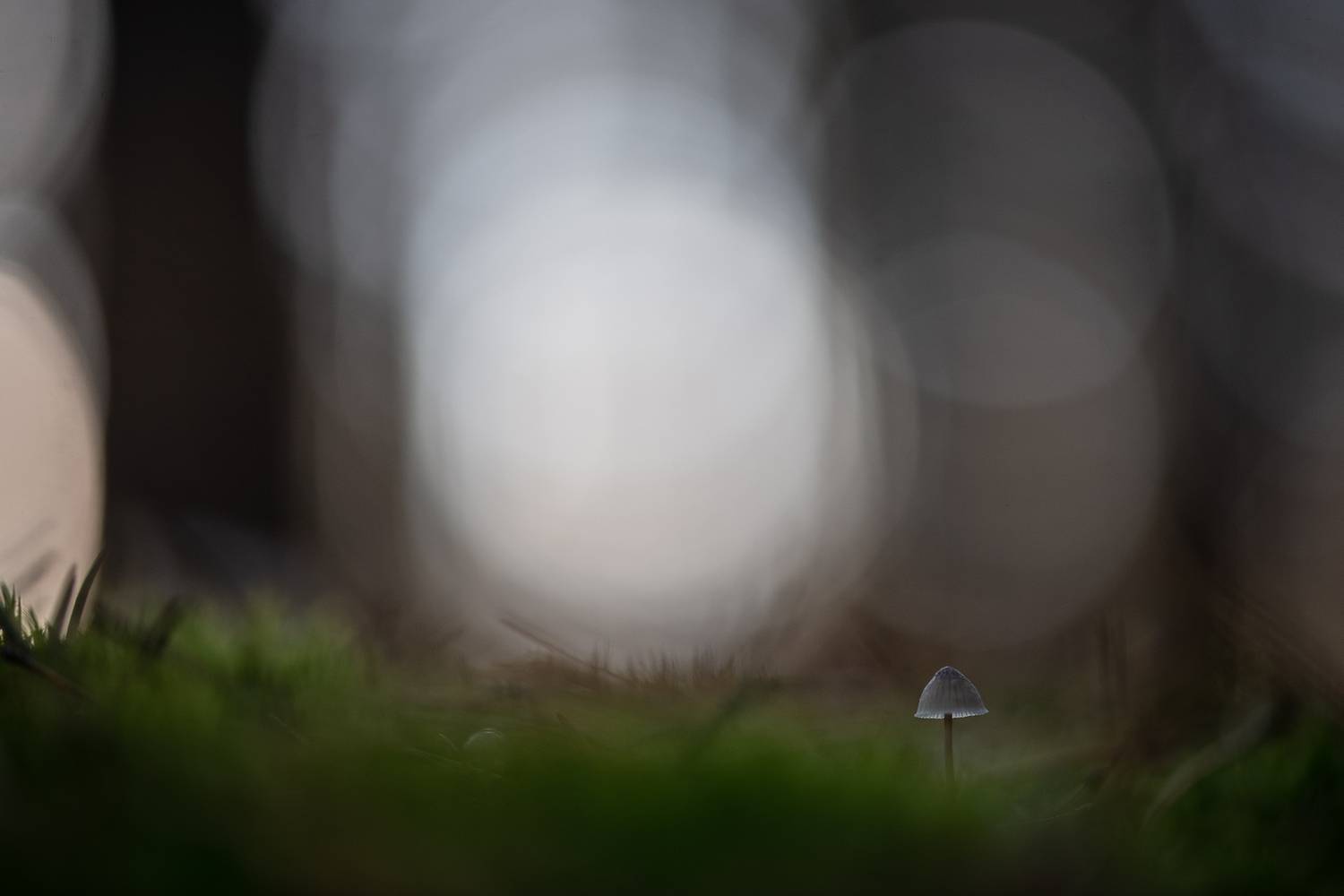 макро, гриб, мох, свет, осень, октябрь, россия, воронеж, лес, утро, Мещеряков Геннадий