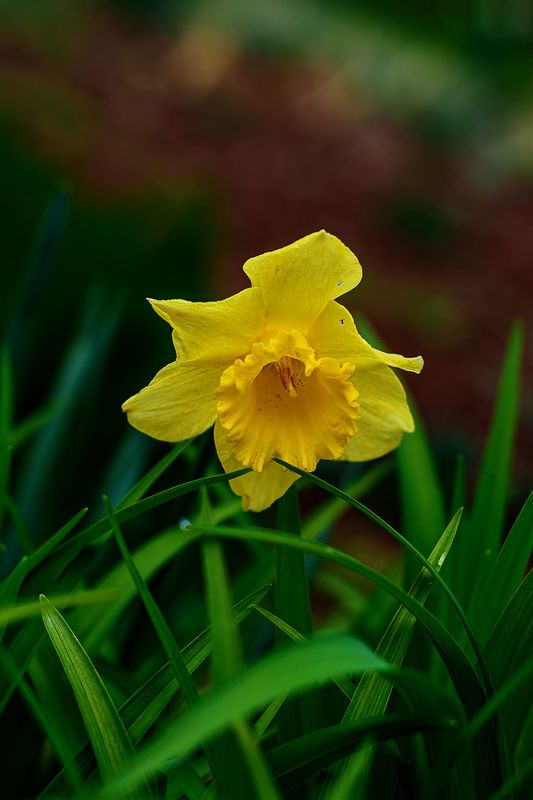 апрельская фото превью