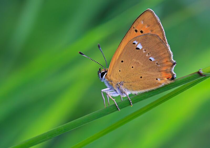 Червонец огненный фото превью