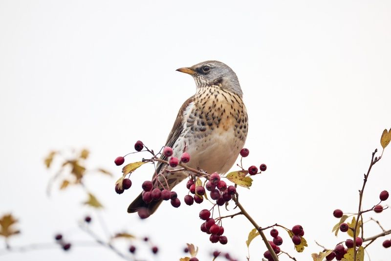 *** фото превью