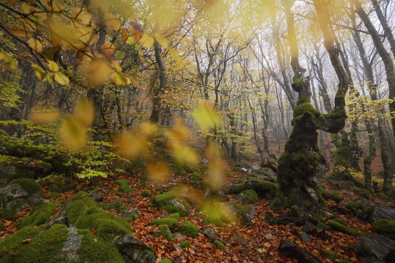 photography, mountain, autumn, flower, landscape, photo, awakening, flowers, land, landmark, lands, dramatic ligth, ligth, mountains Hayedo sin fin фото превью