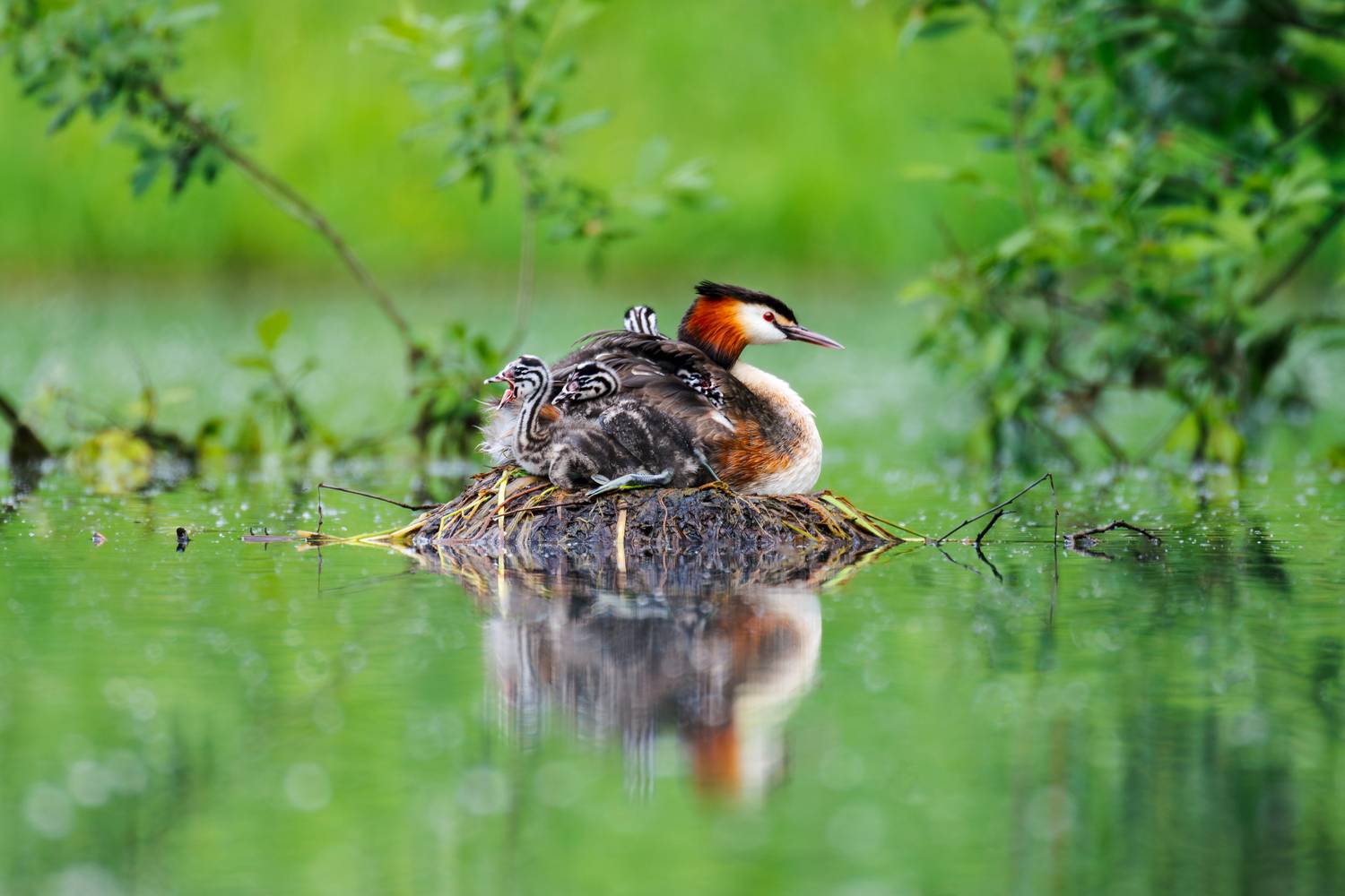 , Сергей Савельев