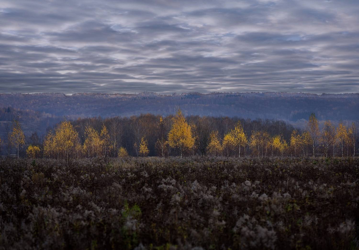 лес, свет, день, природа, Баранов Олег