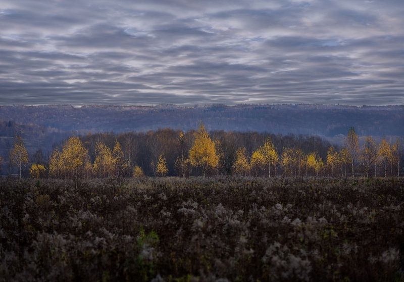 лес, свет, день, природа *** фото превью