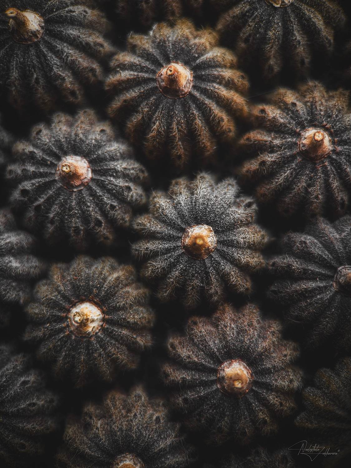 макро, макрофотография, фактуры, фактуры осени, травы, полевые травы, мобильная фотография, Nadezhda Zakharova