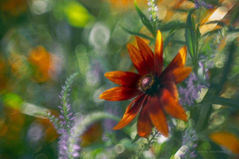 цветы, гелиос, макро, аромат, flowers, flower Рудбекия и сон фото превью