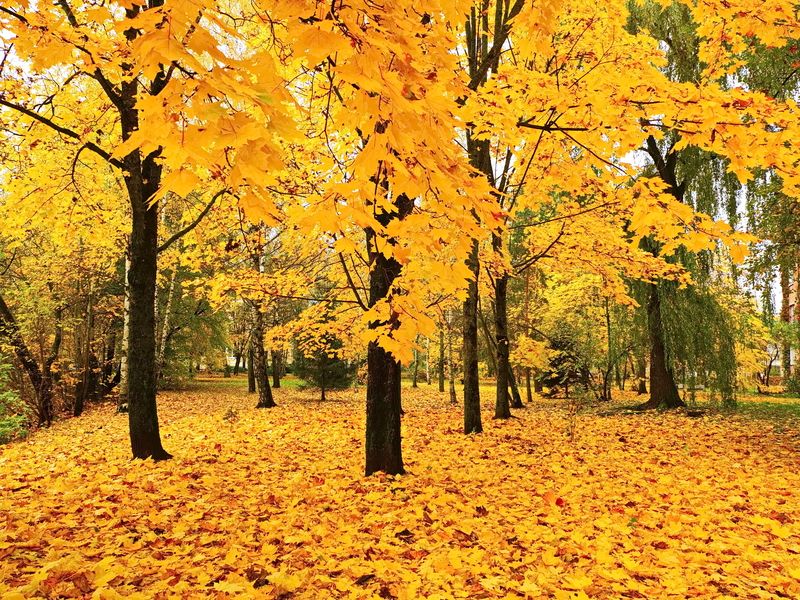 осень, клёны, листья, витебск На ковре из желтых листьев ... фото превью