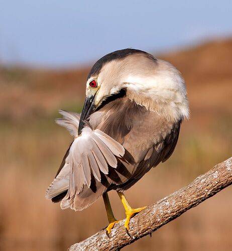 Кваква- Black-crowned Night Heron