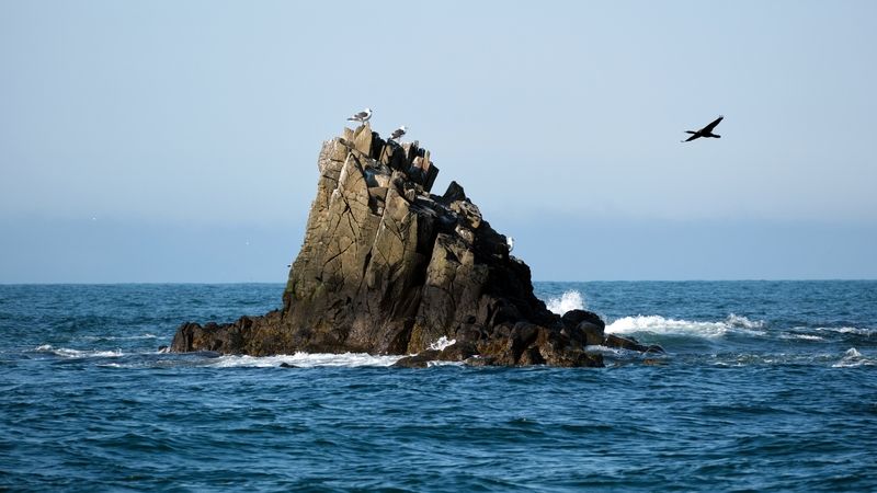 камчатка, птицы, остров старичков У острова СтАричков фото превью
