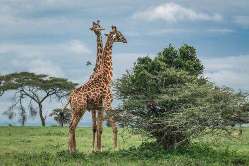 Брачные игры.