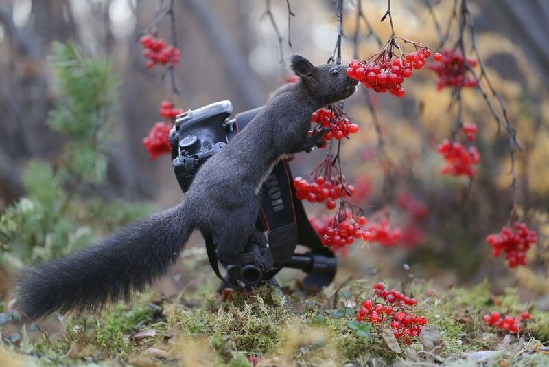 нерюнгри, белка, якутия, дикие_животные, евгениялевина, бурундукиибелкилевиной, женялевина Работает Профи! фото превью