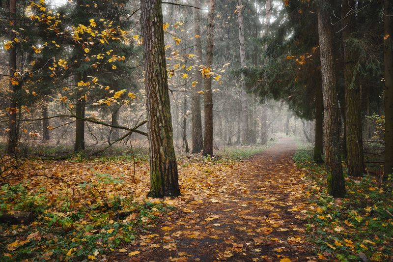 В осеннем лесу фото превью