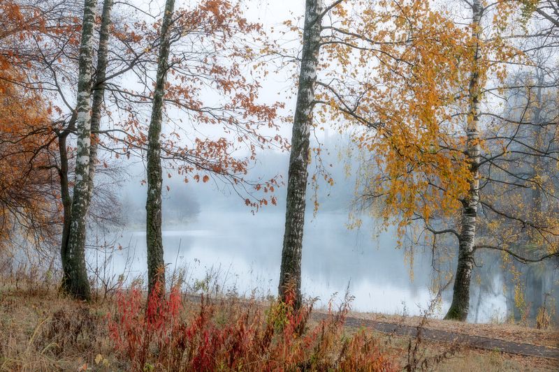 туман, осень, природа, пейзаж, осенний пейзаж Туманное утро фото превью