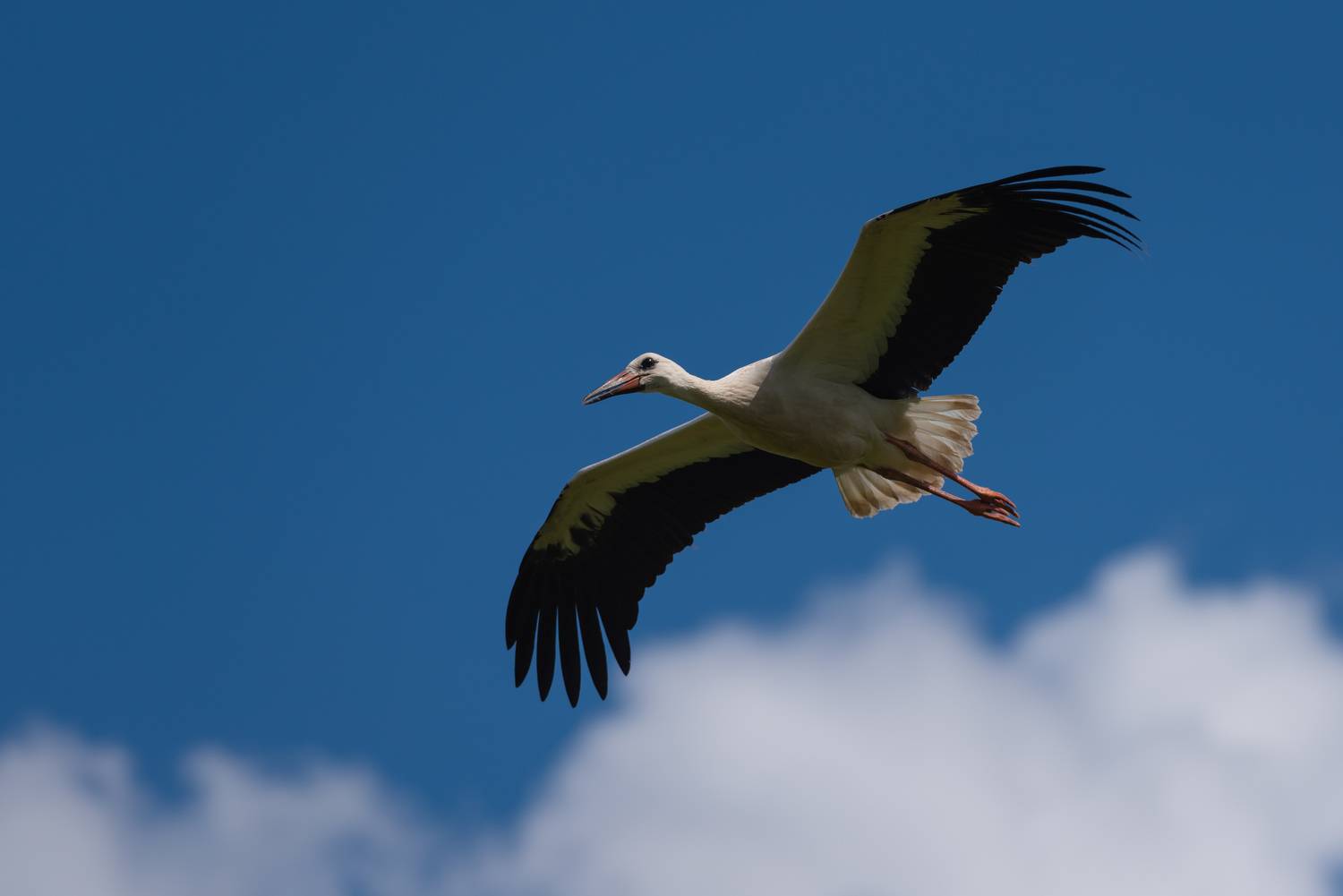 аист, белый аист, птица, птицы, природа, лето, поле, луг, деревня, воронеж, фотоохота, Воронов Денис