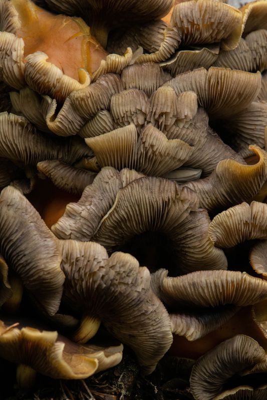 Грибная текстура фото превью