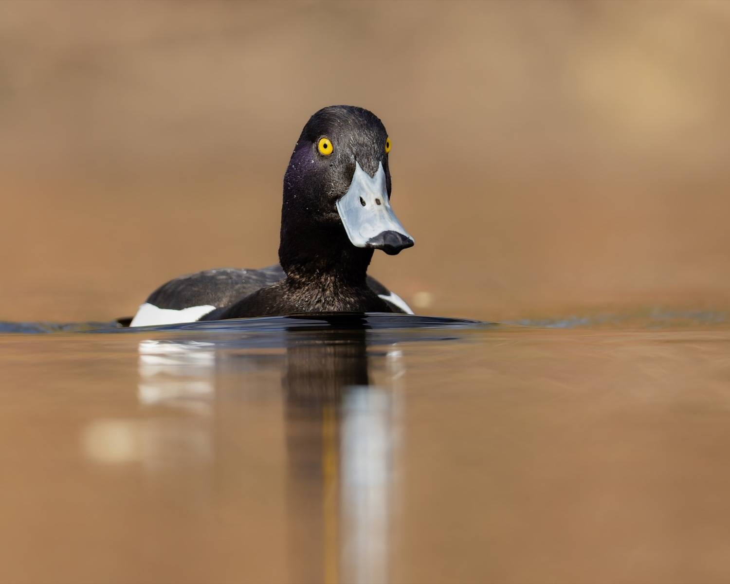 нырок, хохлатая чернеть, чернеть, утка, птицы, Ruslan Pl