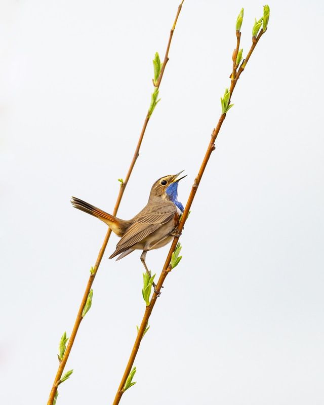 варакушка, птицы Варакушка фото превью