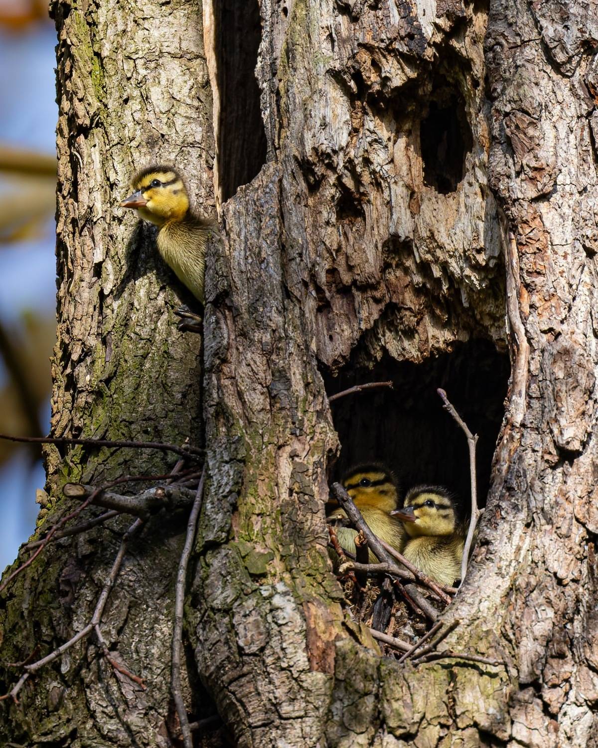 дупло, гнездо, утята, утенок, кряква, птицы, Ruslan Pl