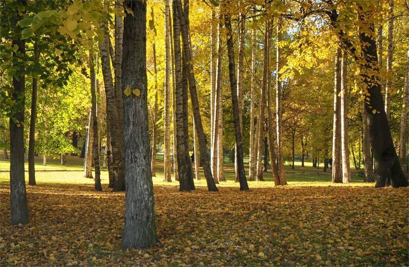 берёзы листья поляны Осень по Куинджи фото превью