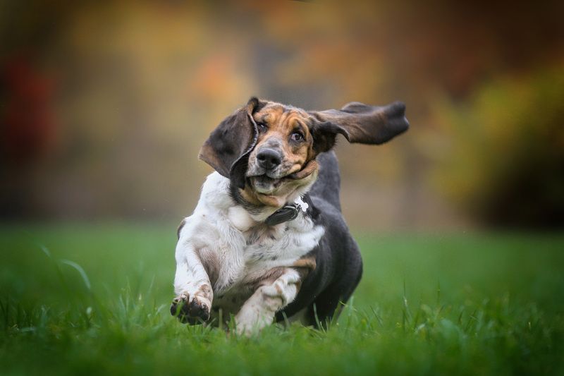 ...... фото превью