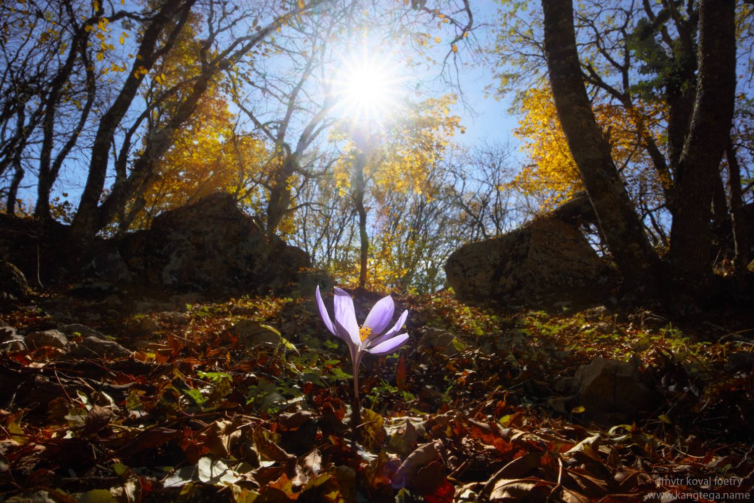 пейзажемагьё, пейзаж-как-виденье, Коваль Дмитр