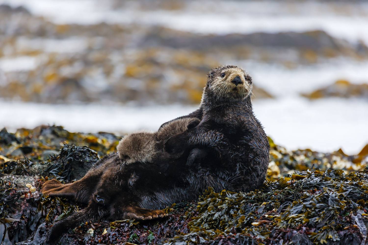 морские млекопитающие; морской бобр; камчатский бобр; морская выдра; enhydra lutris; lutra marina; lutra stelleri; выдра морская; выдра стеллера; остров беринга; камчатка, Уткин Дмитрий