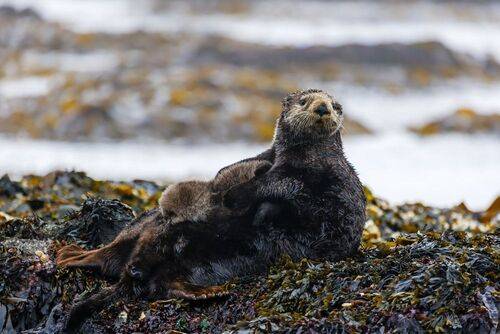 Вечная тема