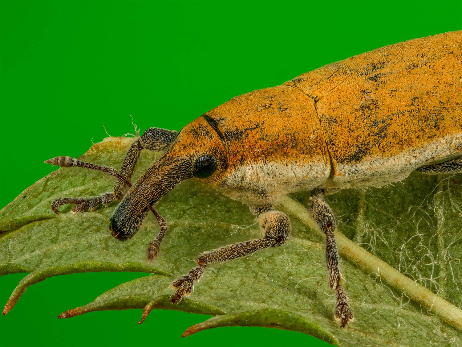 , Андрей Кривов