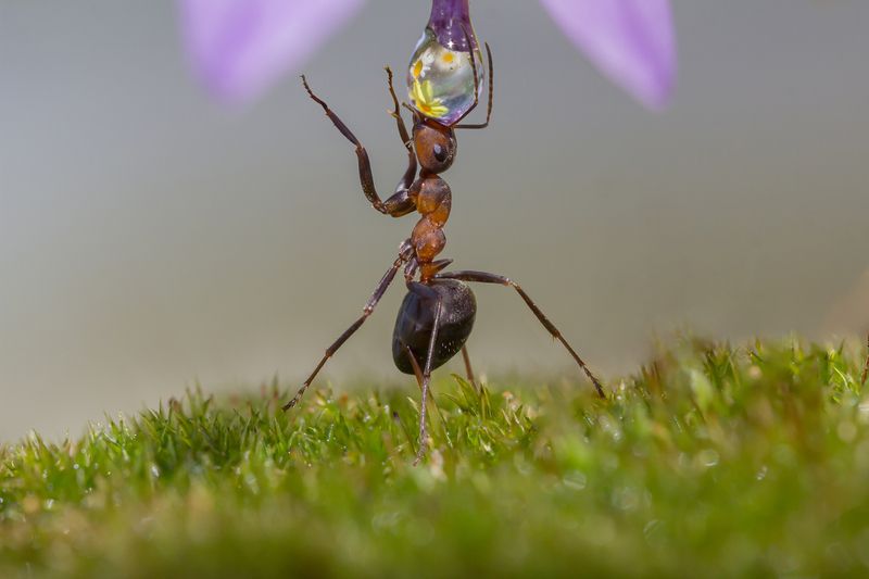 Артист муравьиного цирка фото превью