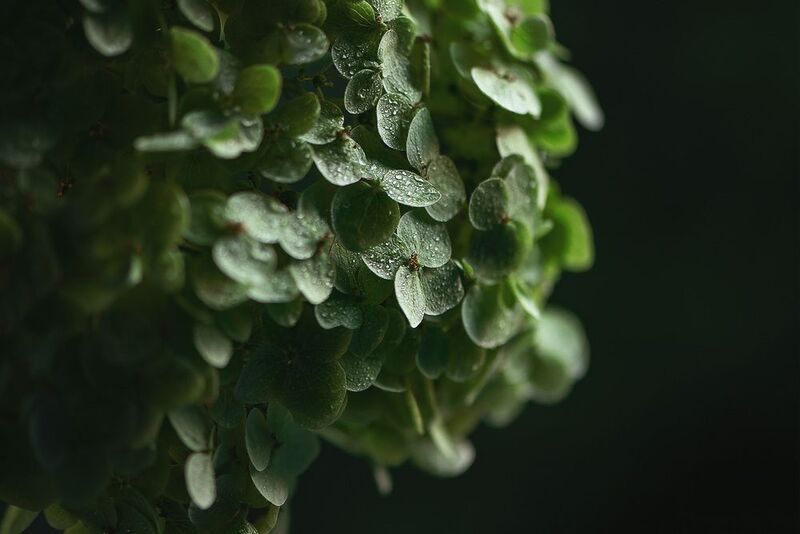 капли, гортензия, гладиолусы Этюды с гортензией фото превью