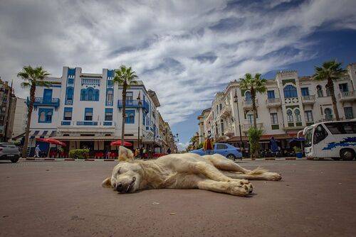 Мои марокканские истории, Лараш