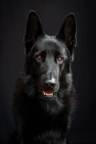 Хантер