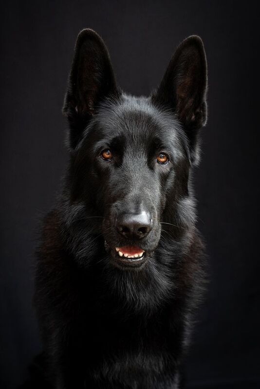 Хантер фото превью