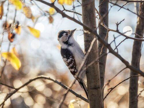 Малый пёстрый дятел (3 фото)