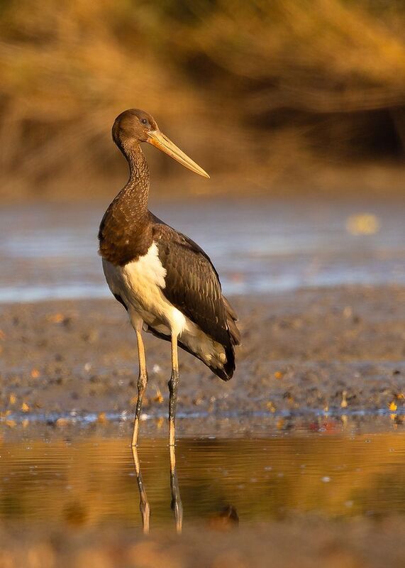 Black stork фото превью
