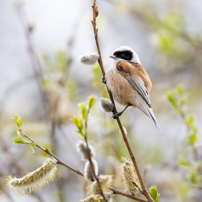 ремез, обыкновенный ремез, птицы, penduline tit, birds  фото превью