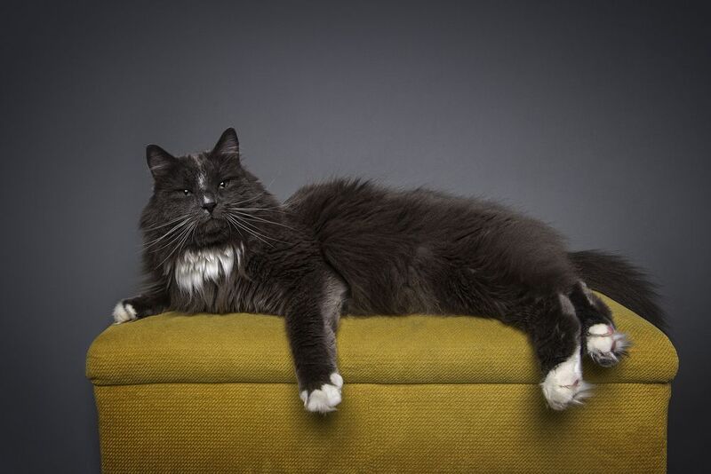 Просто кот фото превью